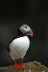 standing Altlantic Puffin