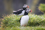 Altlantic Puffins