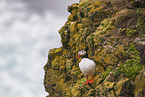 Atlantic puffin