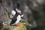 Atlantic puffin