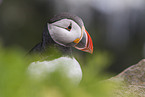 Atlantic puffin