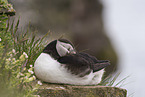 Atlantic puffin