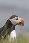 Atlantic puffin