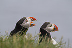 Atlantic puffin