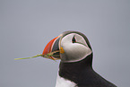 Atlantic puffin