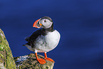 Atlantic puffin