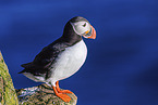 Atlantic puffin