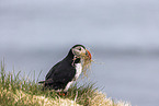 Atlantic puffin