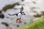 Atlantic puffin