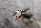 Atlantic puffin