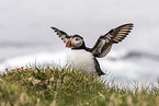 Atlantic puffin