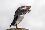 Atlantic puffin