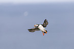 Atlantic puffin