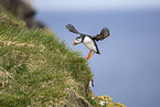 Atlantic puffin