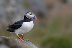 Atlantic puffin