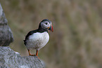 Atlantic puffin