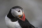 Atlantic puffin