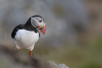 Atlantic puffin