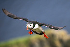 Atlantic puffin
