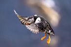 Atlantic puffin