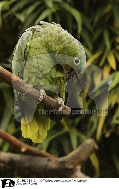 Amazon Parrot / HL-03112