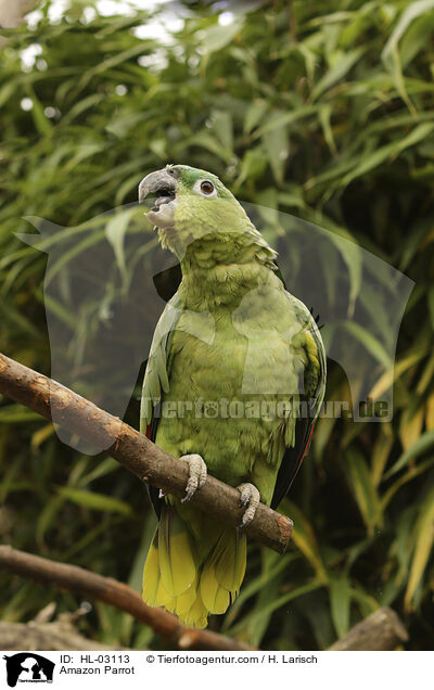 Amazon Parrot / HL-03113