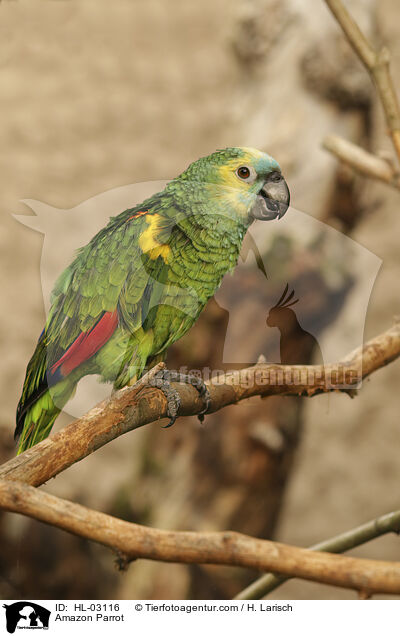 Amazon Parrot / HL-03116
