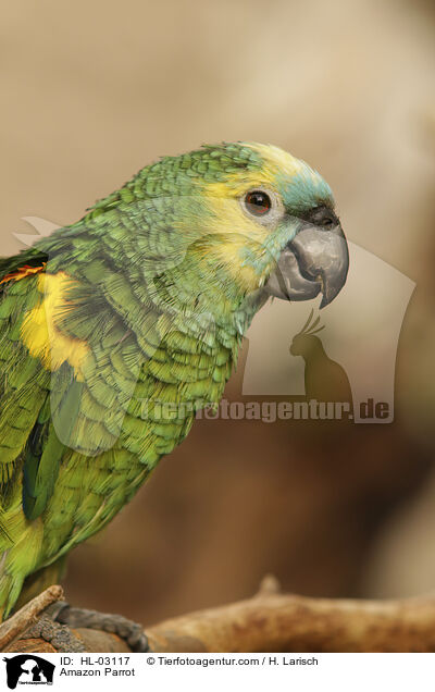 Amazonenpapagei / Amazon Parrot / HL-03117