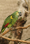 Amazon Parrot