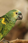 Amazon Parrot
