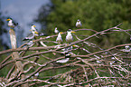 Amazon terns