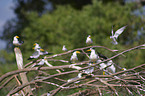 Amazon terns