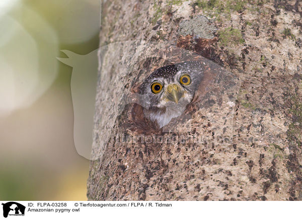 Amazonian pygmy owl / FLPA-03258