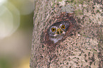 Amazonian pygmy owl