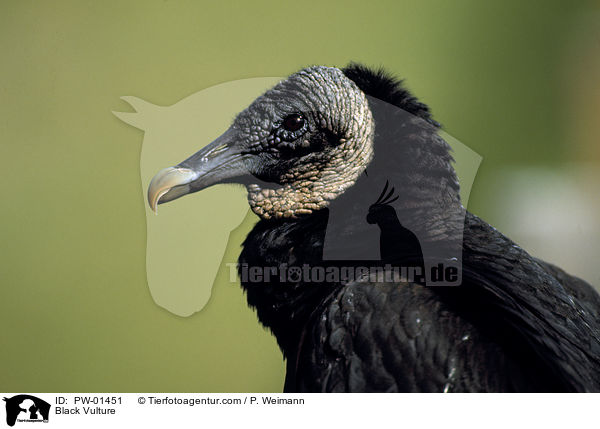 Rabengeier / Black Vulture / PW-01451