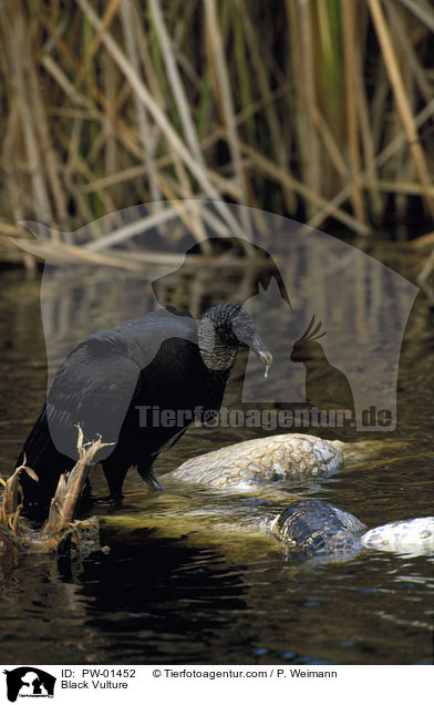 Rabengeier / Black Vulture / PW-01452