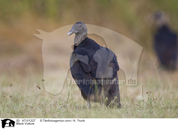 Rabengeier / Black Vulture / AT-01227