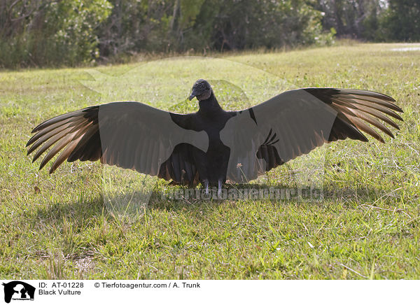 Rabengeier / Black Vulture / AT-01228