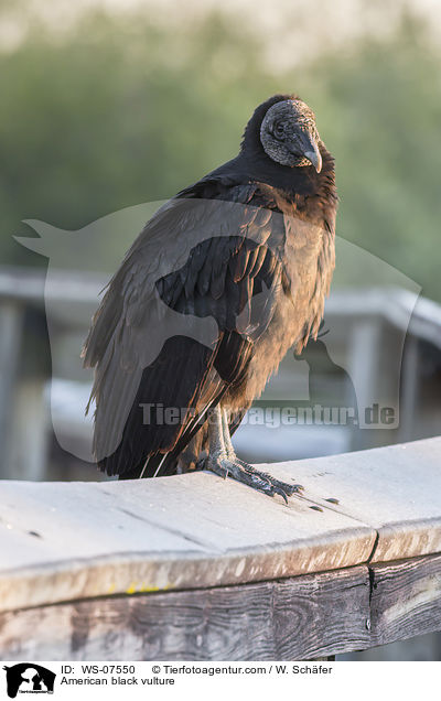 Rabengeier / American black vulture / WS-07550