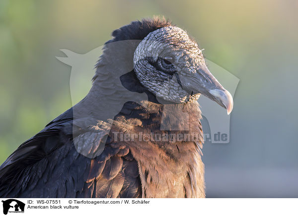 Rabengeier / American black vulture / WS-07551