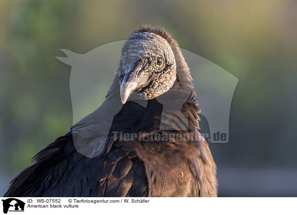 American black vulture / WS-07552