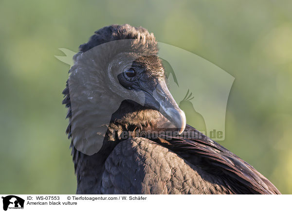 American black vulture / WS-07553