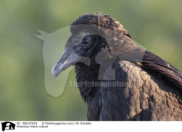 Rabengeier / American black vulture / WS-07554