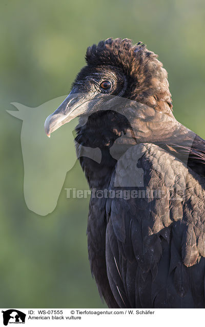 Rabengeier / American black vulture / WS-07555