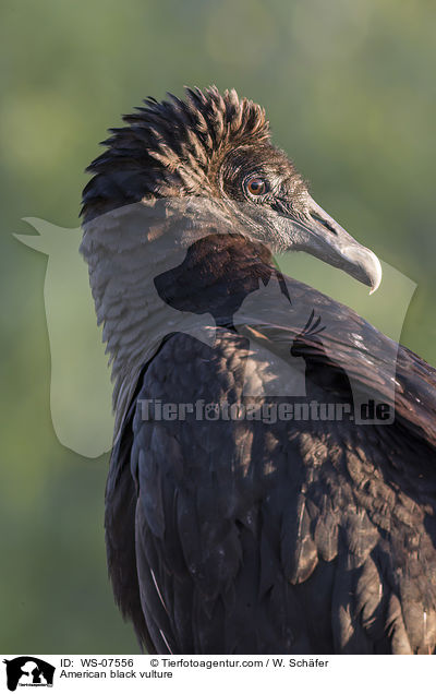 Rabengeier / American black vulture / WS-07556