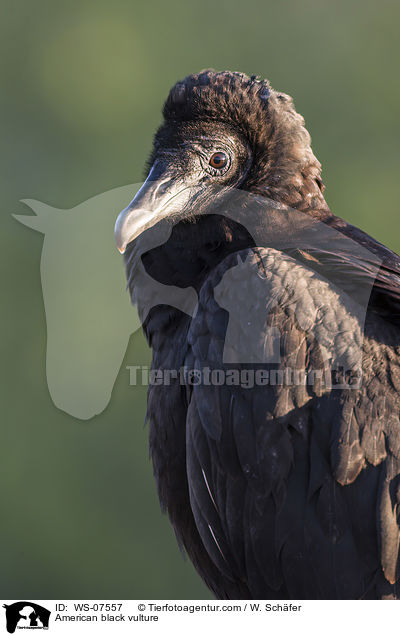 American black vulture / WS-07557
