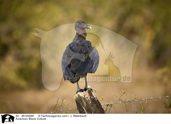 American Black Vulture / JR-04686