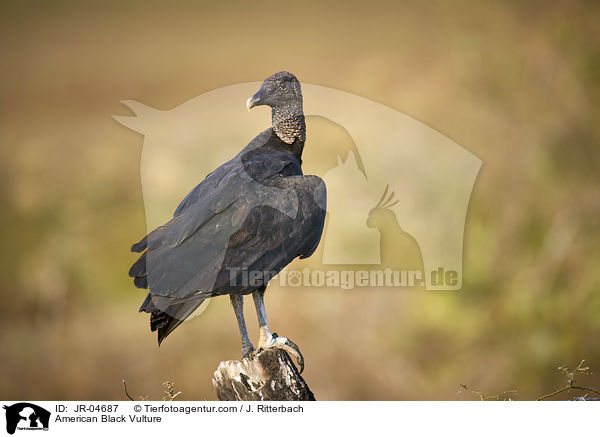 American Black Vulture / JR-04687