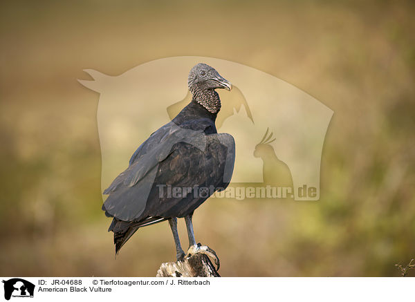Rabengeier / American Black Vulture / JR-04688