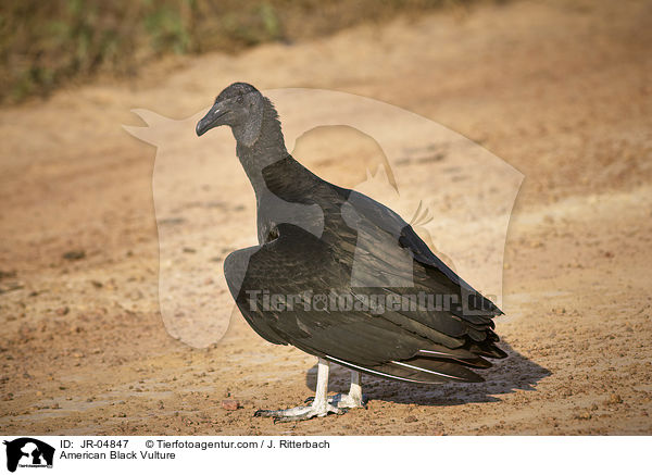 Rabengeier / American Black Vulture / JR-04847